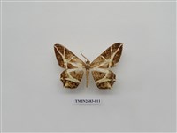 藏品(尺蛾228)的圖片